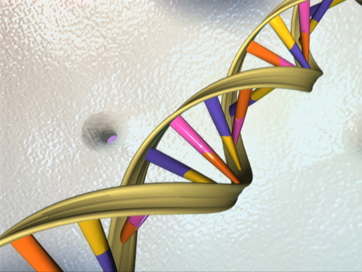 A molecular illustration of the DNA double helix with two complementary strands.