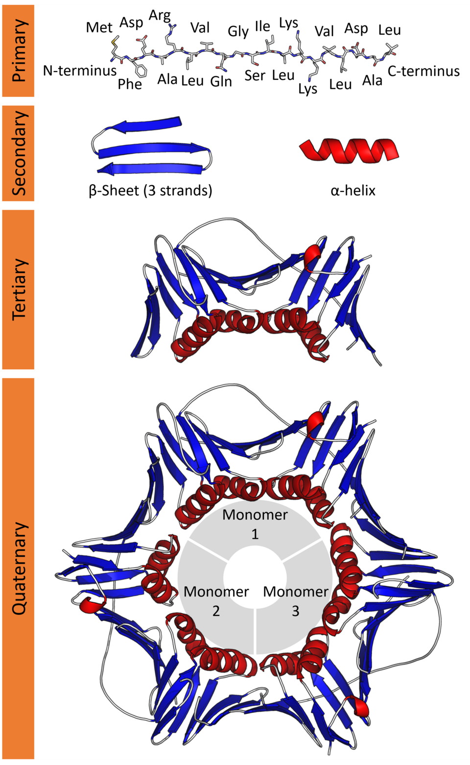 Protein structure from amino-acid sequence through folding to a multi-subunit complex.
